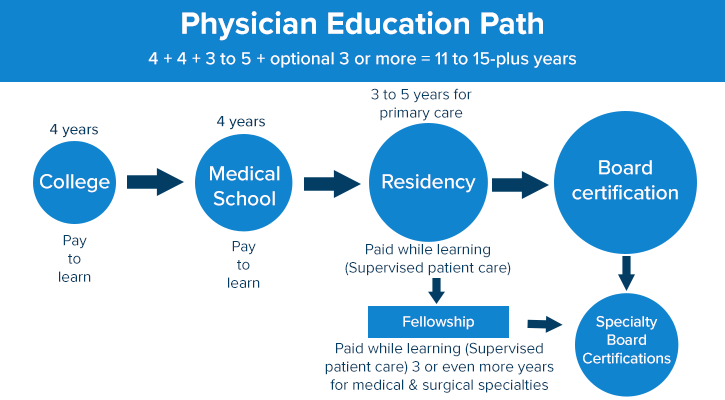 infographic showing steps in the physician education path